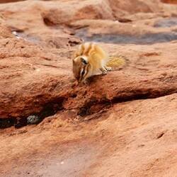 Hopi Chipmunk - very cheeky little guy