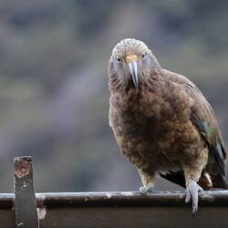 Tschühüüüß!🦜👏🤗🥰