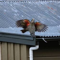 ... sie können auch anders!