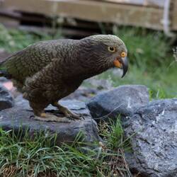 Auch wenn sie süß wirken...