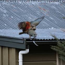 Unter den Flügeln sind sie richtig schön bunt...