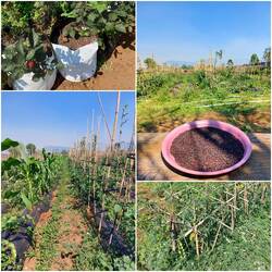 Dafür haben wir uns dann für einen Abstecher auf eine Farm entschieden. Alles mögliche wächst hier🤩