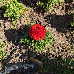 Flower in the garden with amazingly dense petals