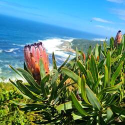 Protea ist die Nationalblume Südafrikas