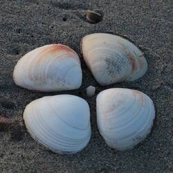 Neu entdeckte Art: die Muschelblume