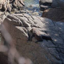 ... und die robbenkolonie! Heute ist nur weit entfernt der Kindergarten zu sehen