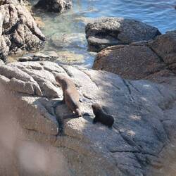 Aber immerhin... echt niedlich!