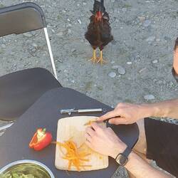 Schon wieder psycho-vögel beim Abendessen 😅