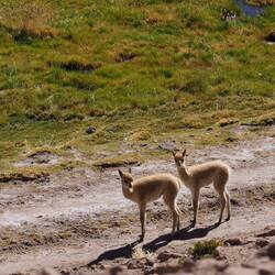 Baby-Vicuñias
