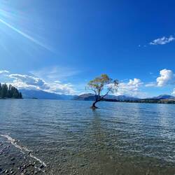 Wanaka Tree