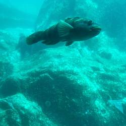 Im Unterwasserobservatorium