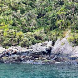 Pinguin im Tarnmodus