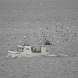 Seagulls hoping for a feed