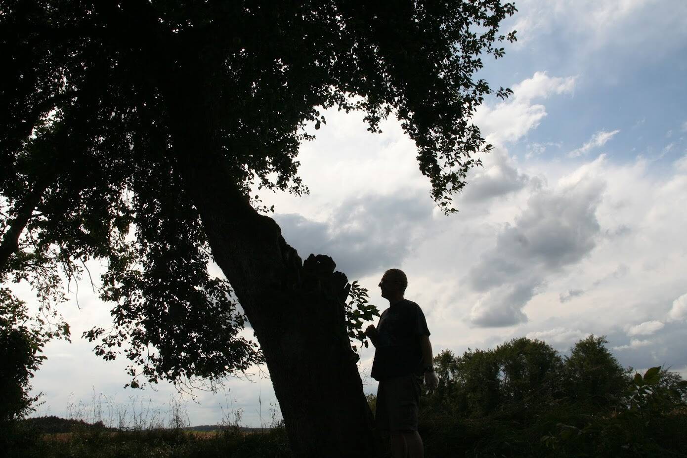 Der Limonadenbaum