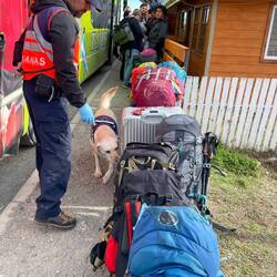 Der Zollhund muss nach Drogen schnüffeln.