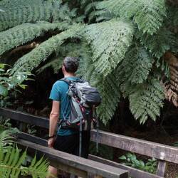 Ob wohl ein Farn mit ins Handgepäck passt?😜