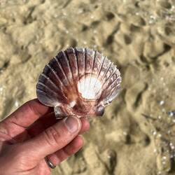 Eine Muschel mit Muschelabdruck