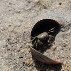 ... und übers Meer müssen wir bei Ebbe auch!