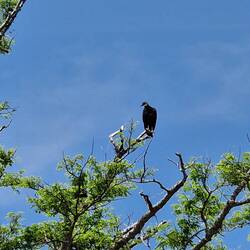 Geier, in dieser Region unser häufigster Begleiter