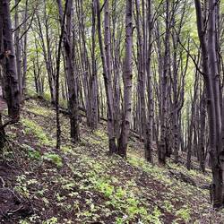 Das unterschiedliche Grün kommt gar nicht gut raus!