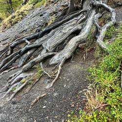Imposantes Wurzelwerk