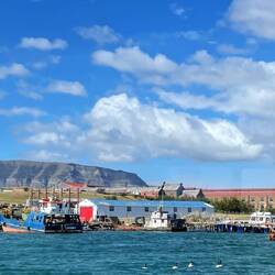 Rückkehr nach Puerto Natales/ vorne die typischen Schwarzhalsschwäne