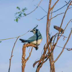 Halt beim Aussichtspunkt: Weisskehl-Elsternhäher🤩