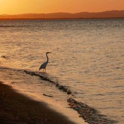 Reiher im Sonnenuntergang