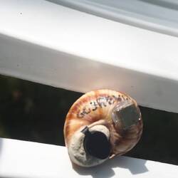 Unser erster Nano in einer künstlichen Schnecke