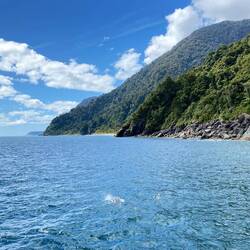 Delphine an der tasmanischen See
