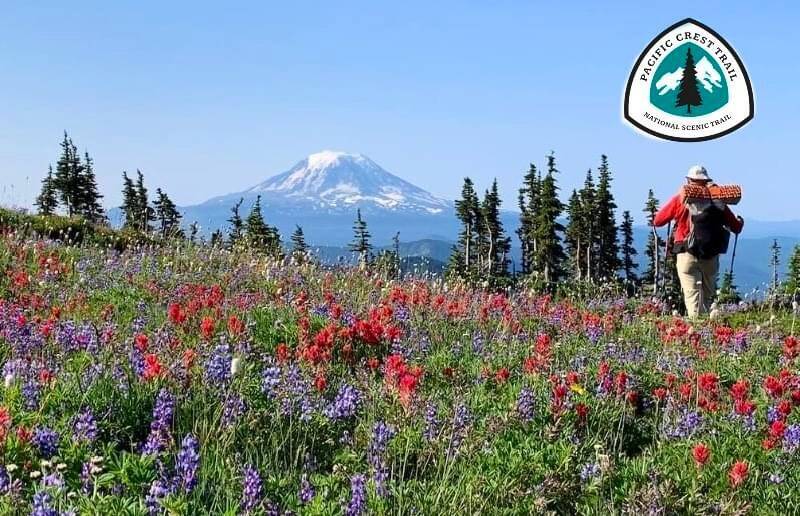 Wildflowers on the PCT