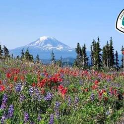 Wildflowers on the PCT