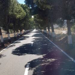 Wir wissen schon gar nicht mehr wann wir das letze mal durch eine Allee gefahren sind