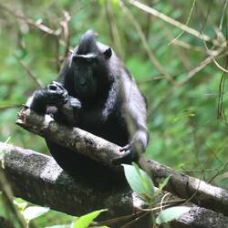 Black macaque