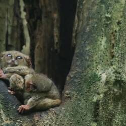 Tangkoco Monkey