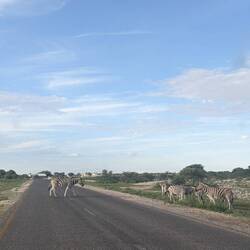 A herd of zebras crossing the road.