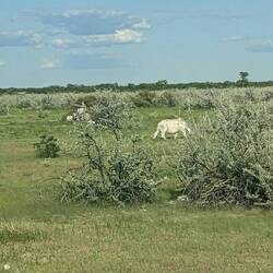 First rhino we spotted, immediately after entering the national park.