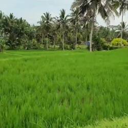 Vorbei an Reisfeldern, geht es für uns nun weiter zum nächsten Reiseziel.