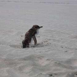 Beweis-Foto - hoffentlich schafft er es...