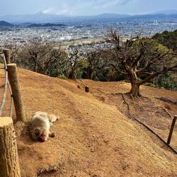 Blick auf Kyoto inkl Affe