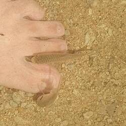 fish nibbling at my toes