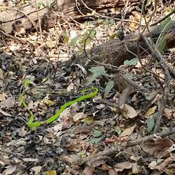 Schlange killt Gecko 😱😱😱