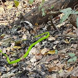 Schlange killt Gecko 😱😱😱