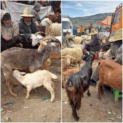 Fast hätte ich eine Ziege mit Zicklein gekauft