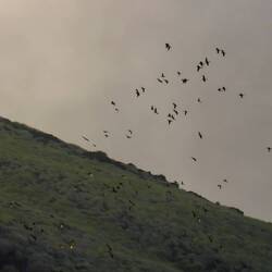 Der Sittich-Schwarm auf dem Weg zurück nach Hause