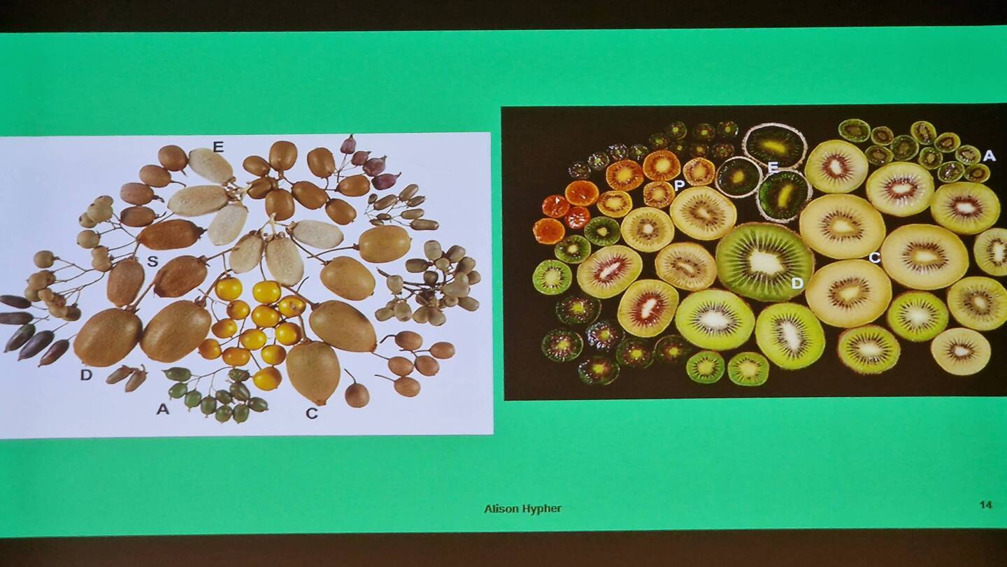 Viele verschiedene Kiwisorten