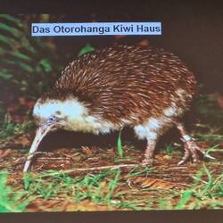 Der Kiwi