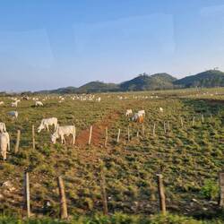 hier musste der Peten-Urwald schon weichen