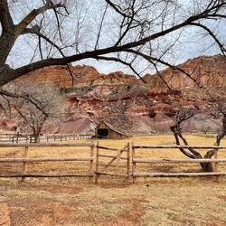 Cottonwood trees captivated me