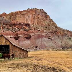 Some of the fruit trees of Fruita
